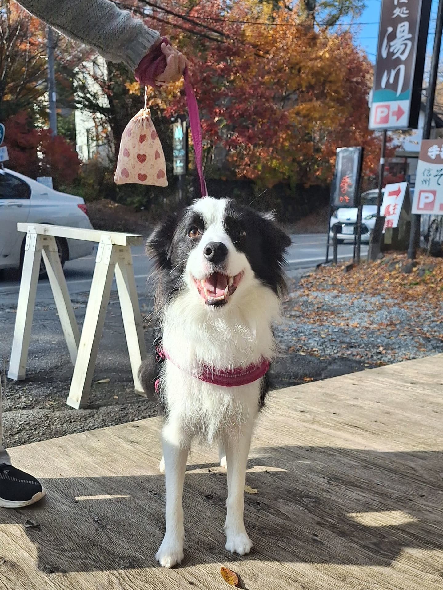 軽井沢　犬　猫　ペット